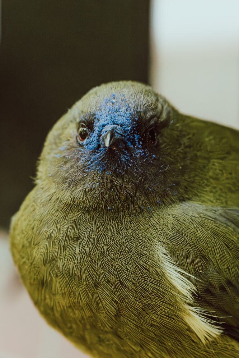 001 sony a1 9293 enhanced nr