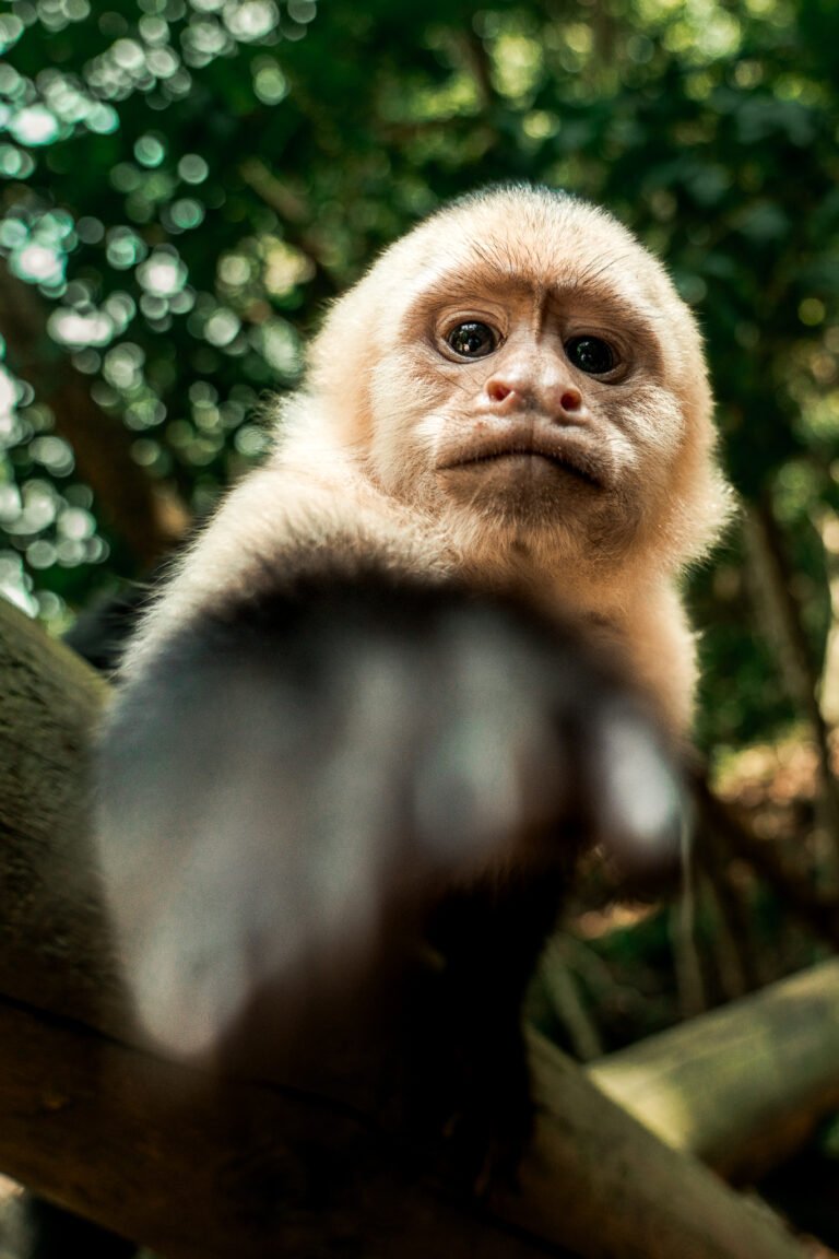 001 cr sony cr sam3973 enhanced sr