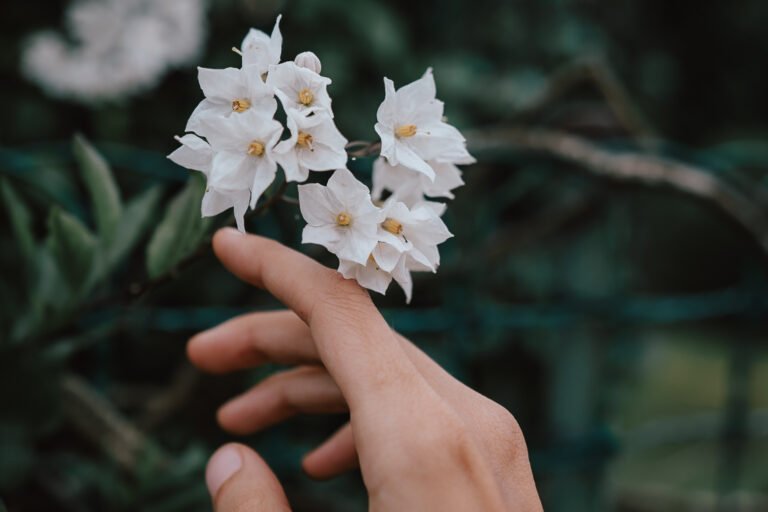 001 sony norte a733502