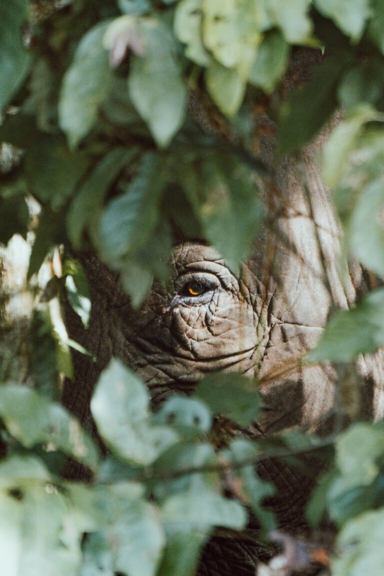 004 sony borneo 230309 a1 1013 enhanced sr