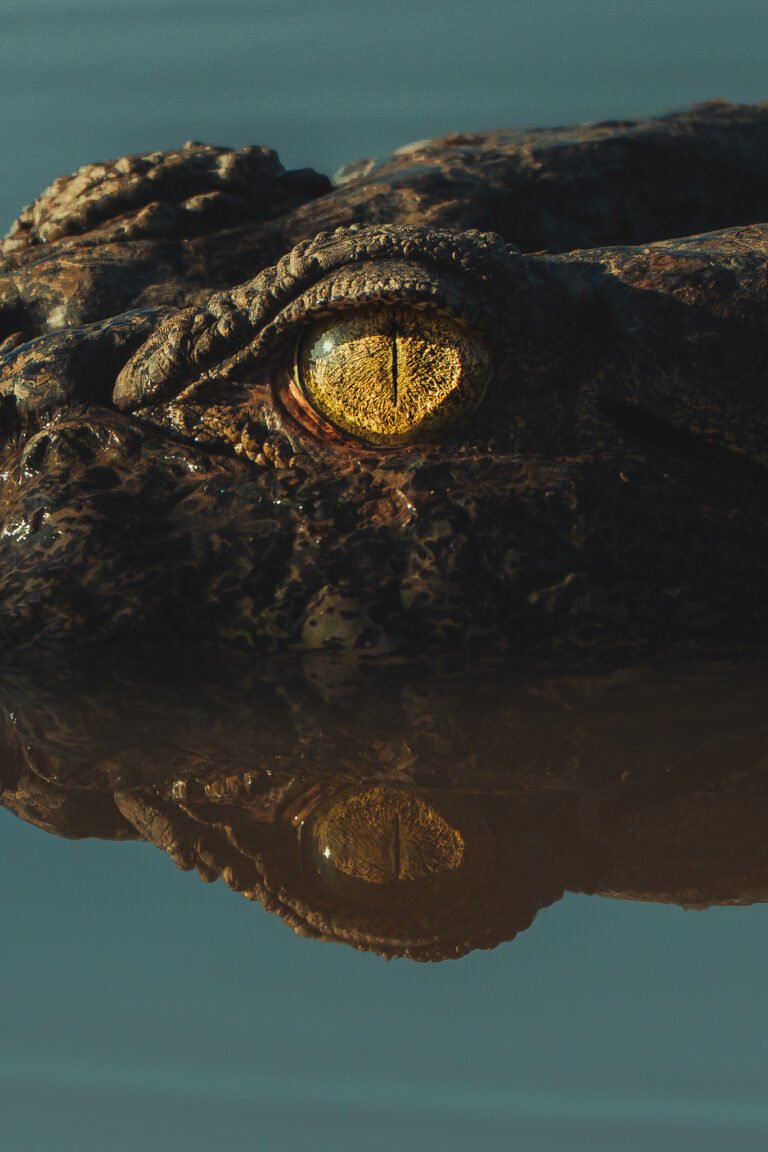 009 sony australia 240903 a1 6650 enhanced sr