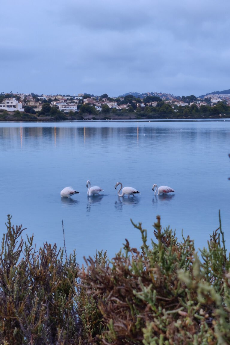 001 phone altea img 20210925 194433