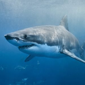 A great white shark swimming with a slight smile on its face just below the surface. The environment is the deep blue ocean. The shark looks to be in hunting mode.