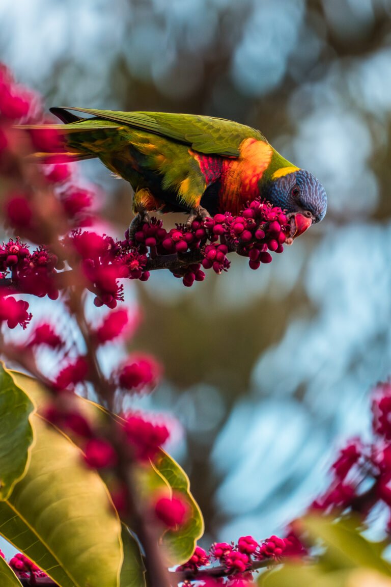 003 australia animals sony australia 220503 a1 7817 enhanced nr