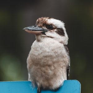 002_EAST-COAST-SONY__A1_5403