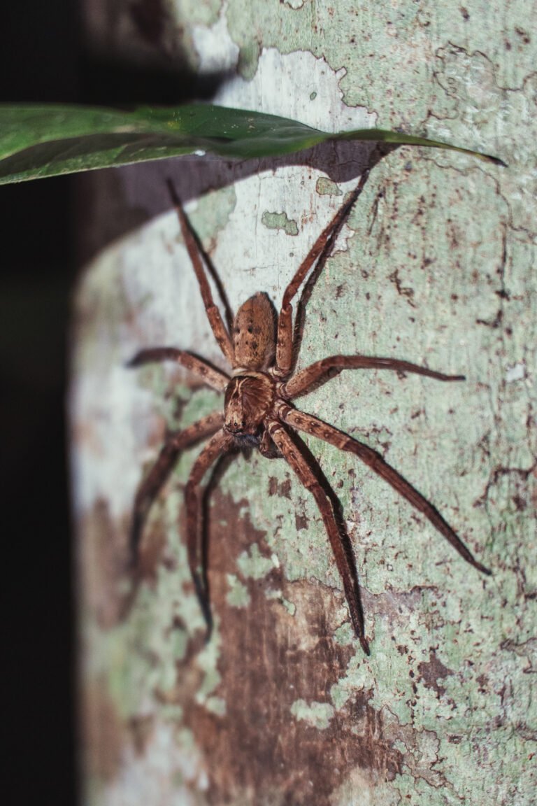 004 sony a7 1168