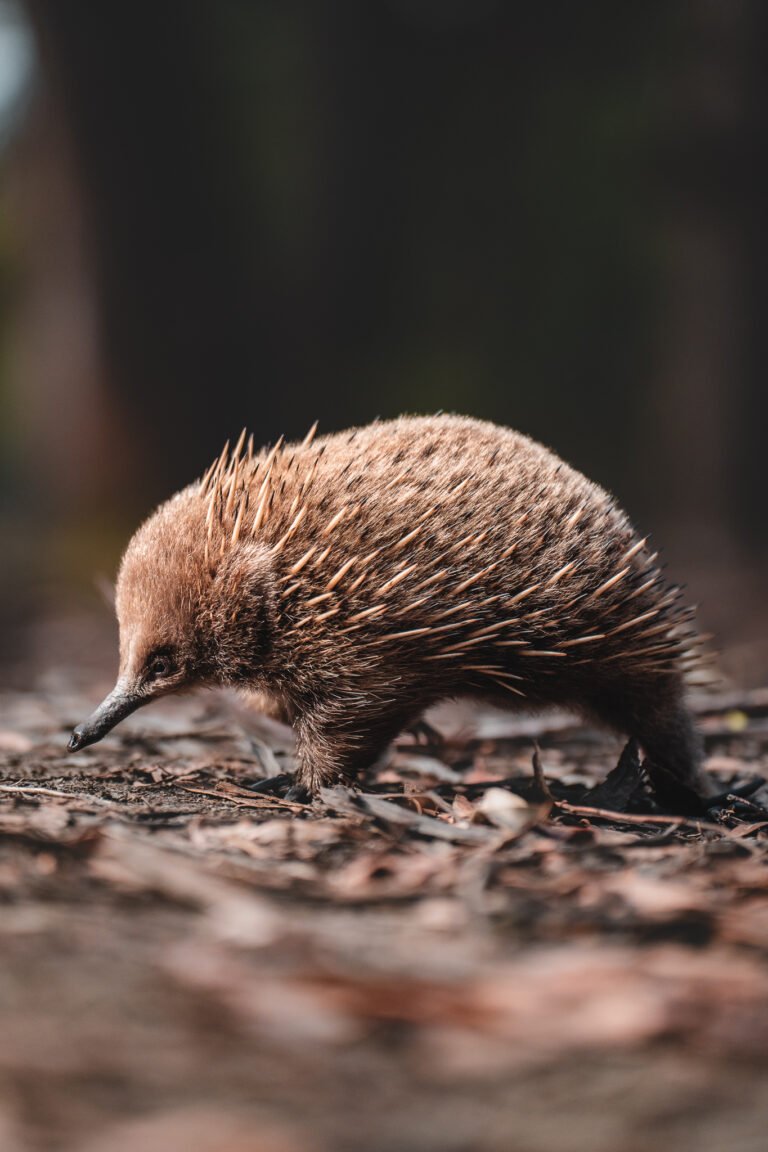 006 sony a7 1131
