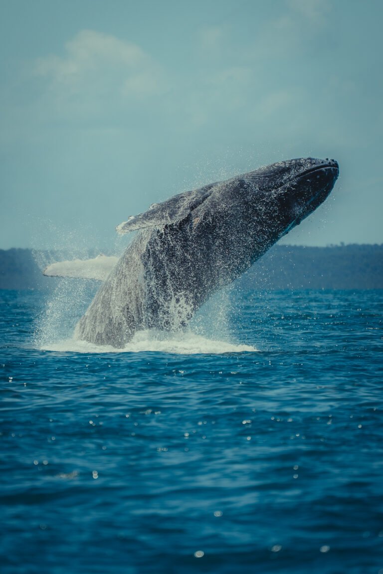 011 sony a7 2441