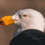 007_SONY__A1_2094