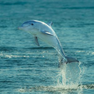 001_SONY__A1_9846