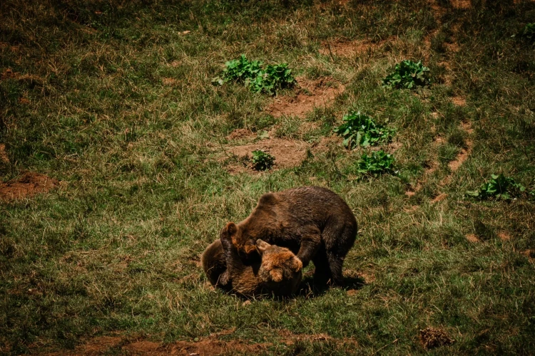 001_SONY_NORTE__A658332