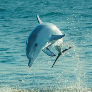 026_SONY_AUSTRALIA_240721_A1_9861-Enhanced-NR