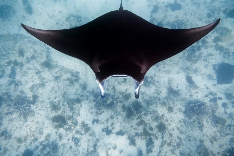 036_SONY_AUSTRALIA_240726_A1_1117-Enhanced-NR