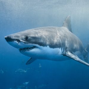 A great white shark swimming with a slight smile on its face just below the surface. The environment is the deep blue ocean. The shark looks to be in hunting mode.